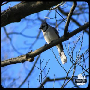 2021 bluejay on branch