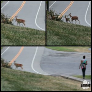 collage of deer