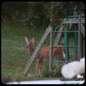 fawn deer