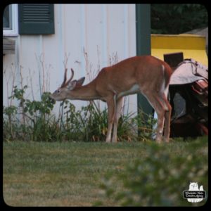 buck devil deer in yard