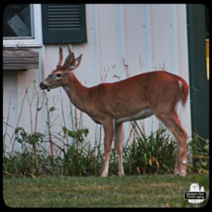 buck devil deer in yard