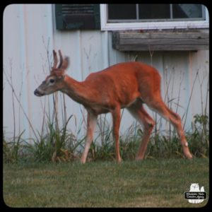 buck devil deer in yard