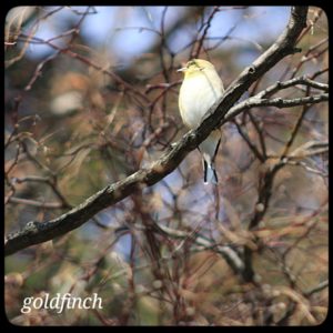 goldfinch