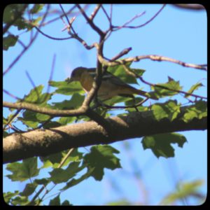 goldfinch or yellow-throated vireo