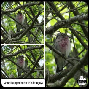 collage of injured bluejay