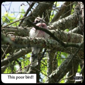 injured bluejay