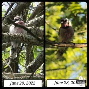 injured blue jay collage comparison