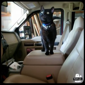 Gus inside truck