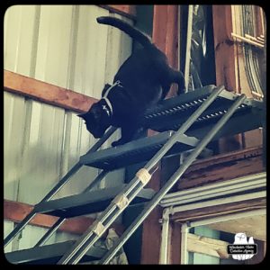 Gus coming down loft stairs