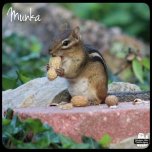 chipmunk munka kelly