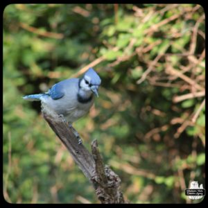 blue jay