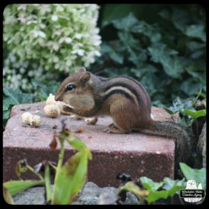 chipmunk eating peanuts on rocks