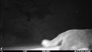 feline cat on trail cam