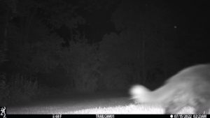 feline cat on trail cam