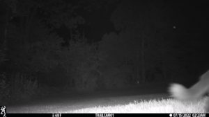 feline cat on trail cam