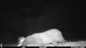 feline cat on trail cam