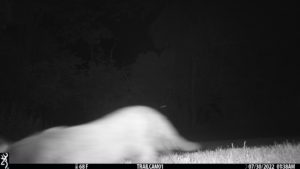 feline cat on trail cam