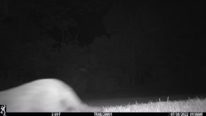 feline cat on trail cam