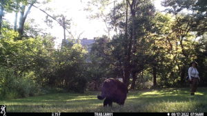 Gus and Amber on trail cam