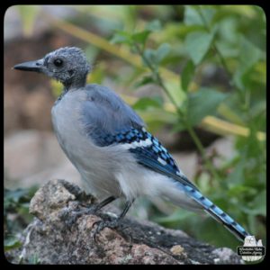 blue jay without a crest