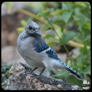 blue jay without a crest