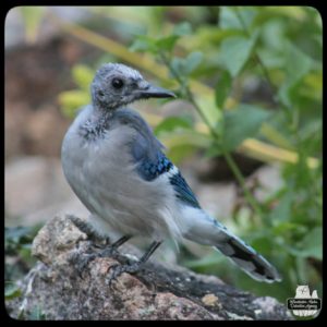 blue jay without a crest