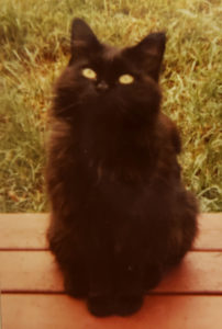 long haired black cat