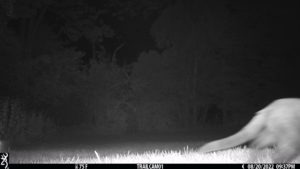 feline cat on trail cam