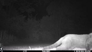 feline cat on trail cam