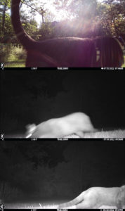 trail cam collage of cats