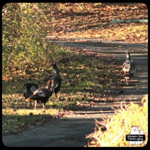 four turkeys in the grass and driveway