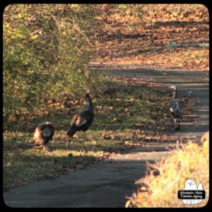 three turkeys in the grass and driveway