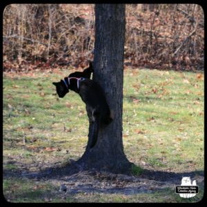 black cat Gus climbing a red maple tree about to jump down