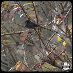 dark-eyed junco in bush