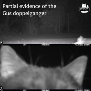 trail cam images of strange cat