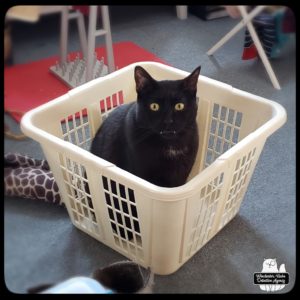 black cat Gus in laundry basket