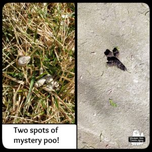 collage of mystery poo found in the yard