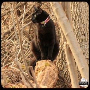 black cat Gus sitting tall on a log in the woods