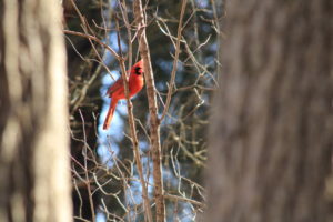 male cardinal in bush