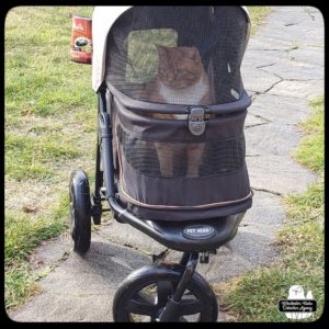 Oliver in his stroller waiting to be chauffeured ..