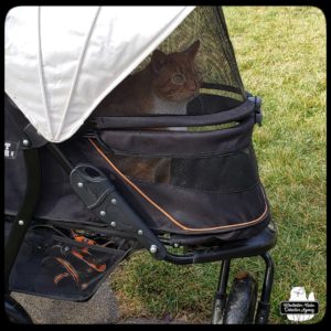 .Oliver in his stroller watching birds