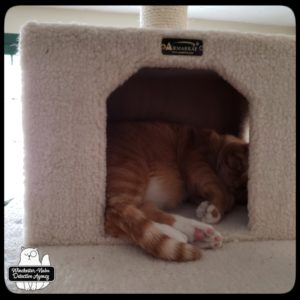 orange and white tabby Oliver curled up in the cube portion of his tall cat tower