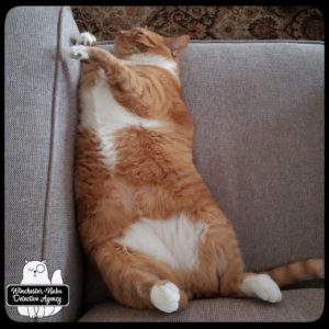 orange tabby Oliver on his back lying on the couch to show off his white belly and feet