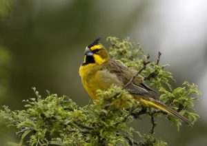 Yellow cardinal (male); Iberá marshes, Corrientes, Argentina