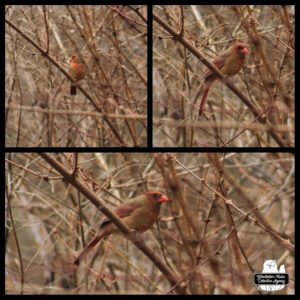 collage of female cardinal in bush