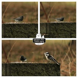 collage of birds eating seeds from cinder block wall