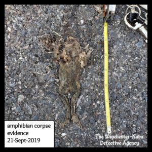 toad corpse