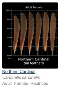 black background, white centimeter rulings, six tail feathers of a female cardinal