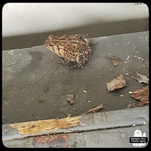 left side view of the American Toad