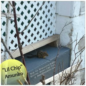 chipmunk poking out under lattice